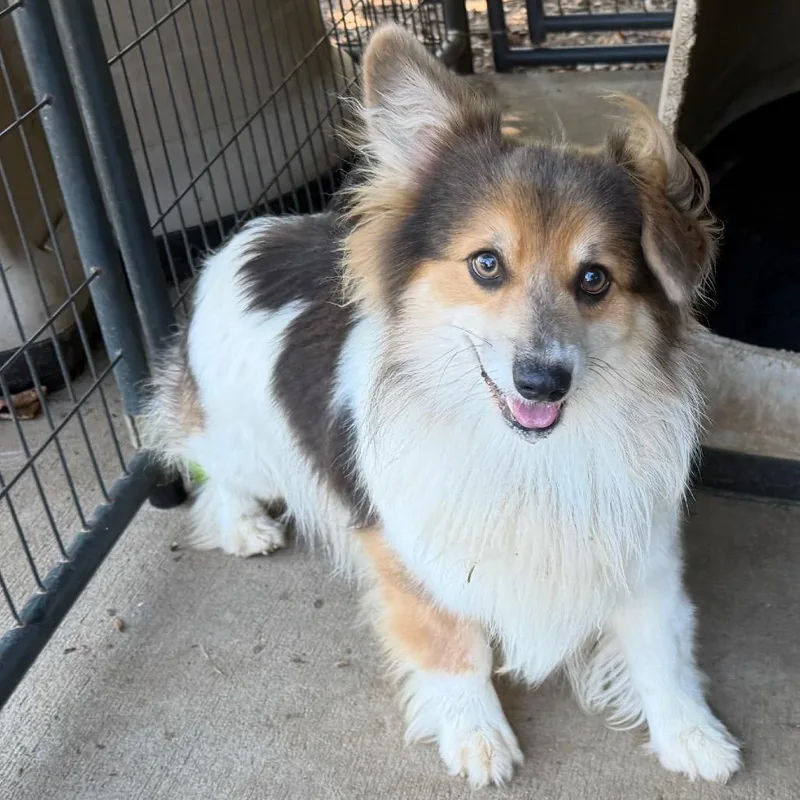 An adult small-sized male Sable Corgi dog named Sebastian for adoption in Sequatchie, TN