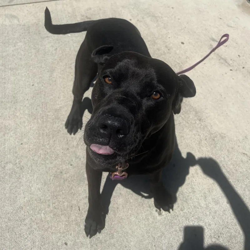 A young large-sized male Black Labrador Retriever dog named Duke for adoption in Delaware, OH