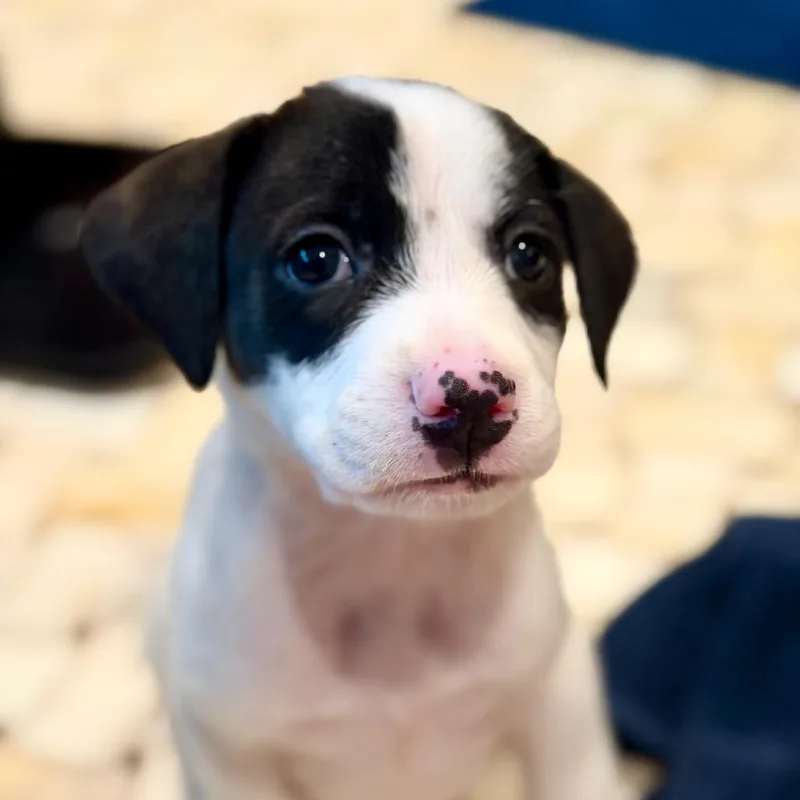 A baby small-sized male Black Mixed Breed dog named Mario for adoption in Rockville, MD