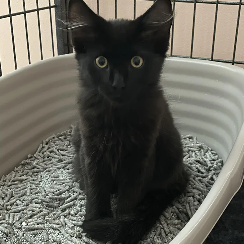 A baby medium-sized male Black Domestic Medium Hair cat named Elvis for adoption in New Bern, NC