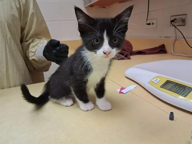 A baby small-sized female Domestic Short Hair cat named Jocelyn for adoption in Colorado Springs, CO