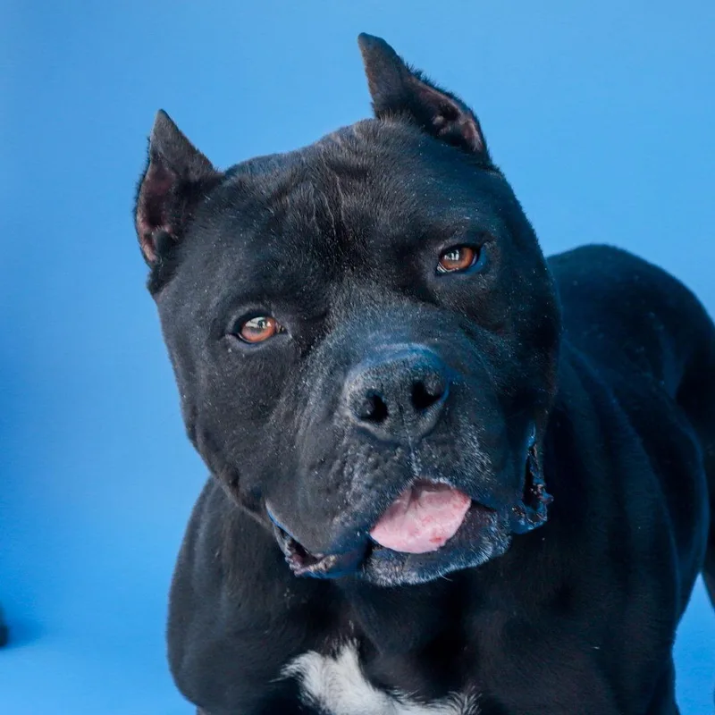 An adult medium-sized male Pit Bull Terrier dog named Pierre for adoption in Pasadena, CA