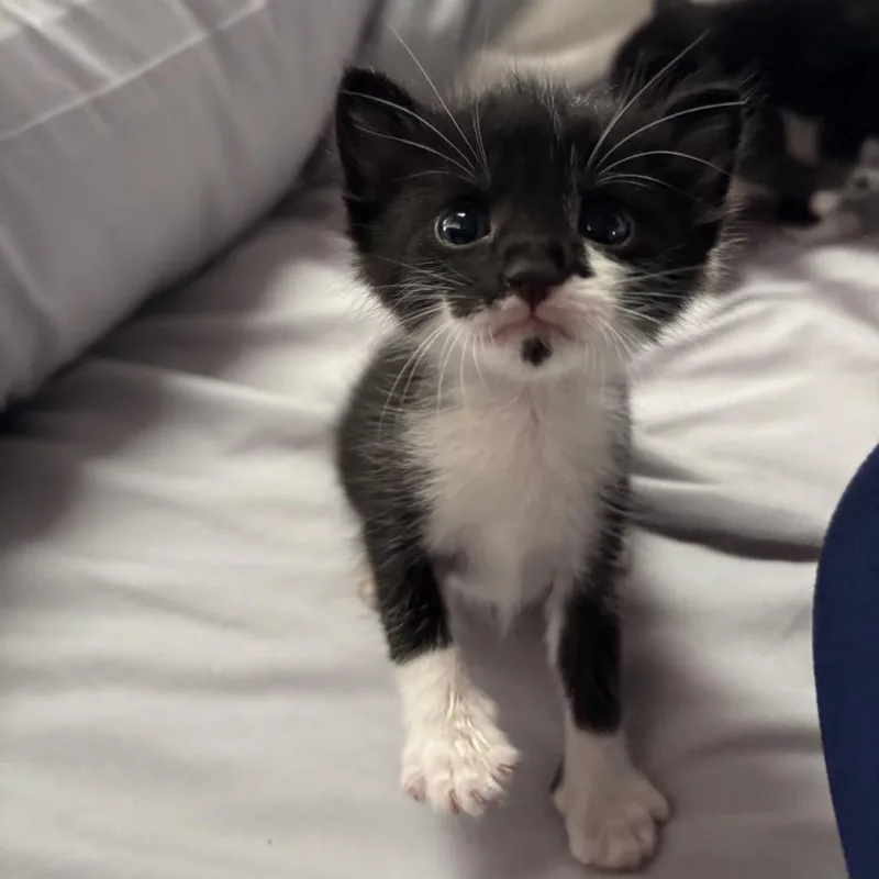 A baby small-sized female Black Domestic Short Hair cat named Miggy for adoption in Pahoa, HI