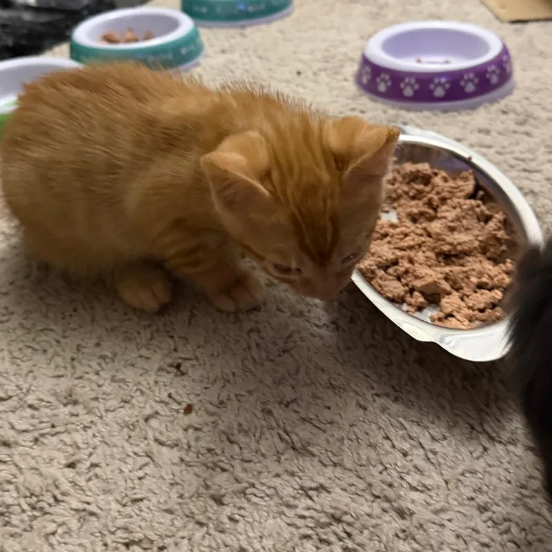 A baby small-sized male Black Domestic Medium Hair cat named Misty Morning for adoption in Austin, TX
