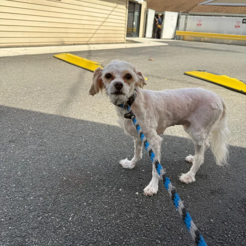 A senior small-sized female Poodle dog named Gretel for adoption in Birdsboro, PA