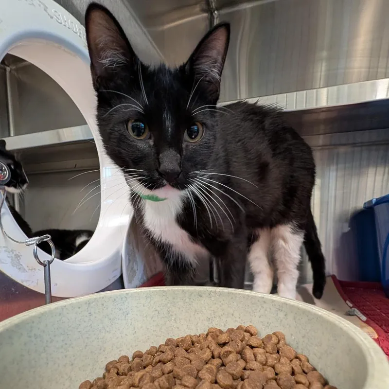 A young medium-sized female Black Domestic Short Hair cat named Colombia for adoption in League City, TX