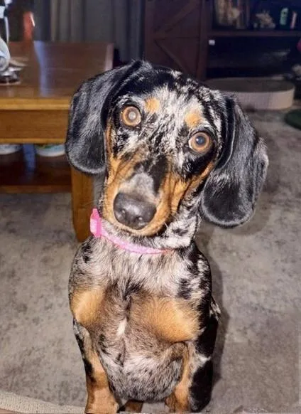 A young small-sized female Dachshund dog named Harmonee for adoption in North Prairie, WI
