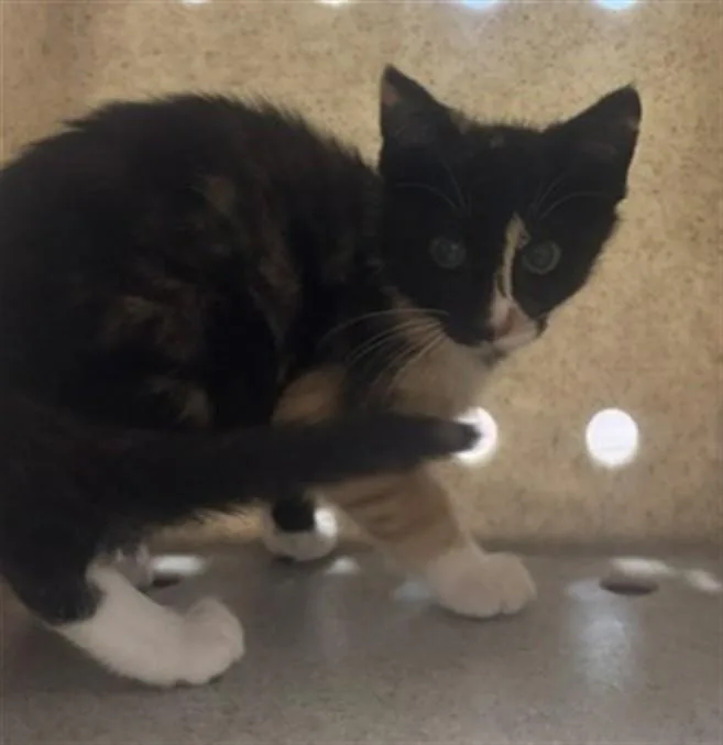 A baby small-sized female Domestic Short Hair cat named Agate for adoption in Norco, CA