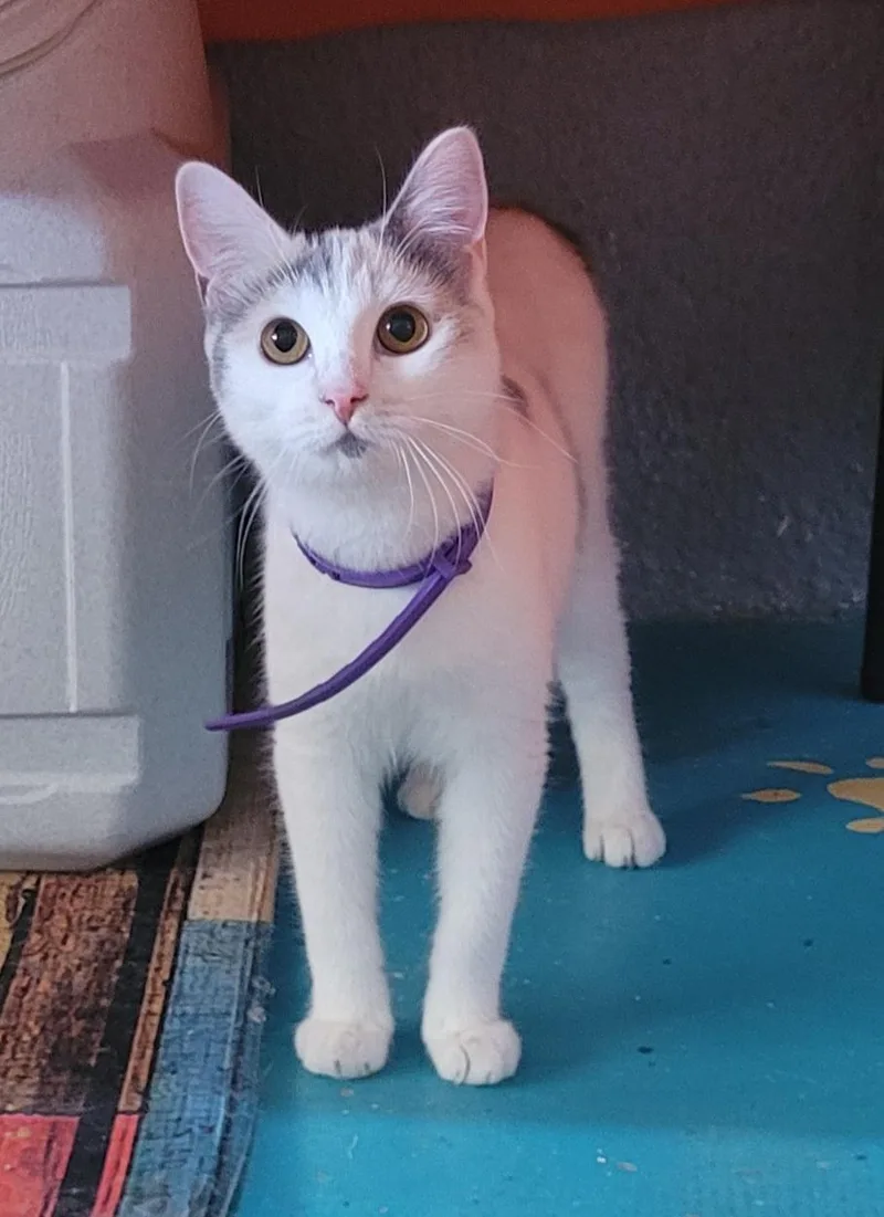 Polka Dot thumbnail 2