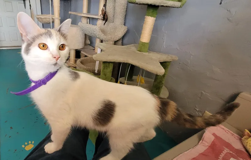 Polka Dot thumbnail 3