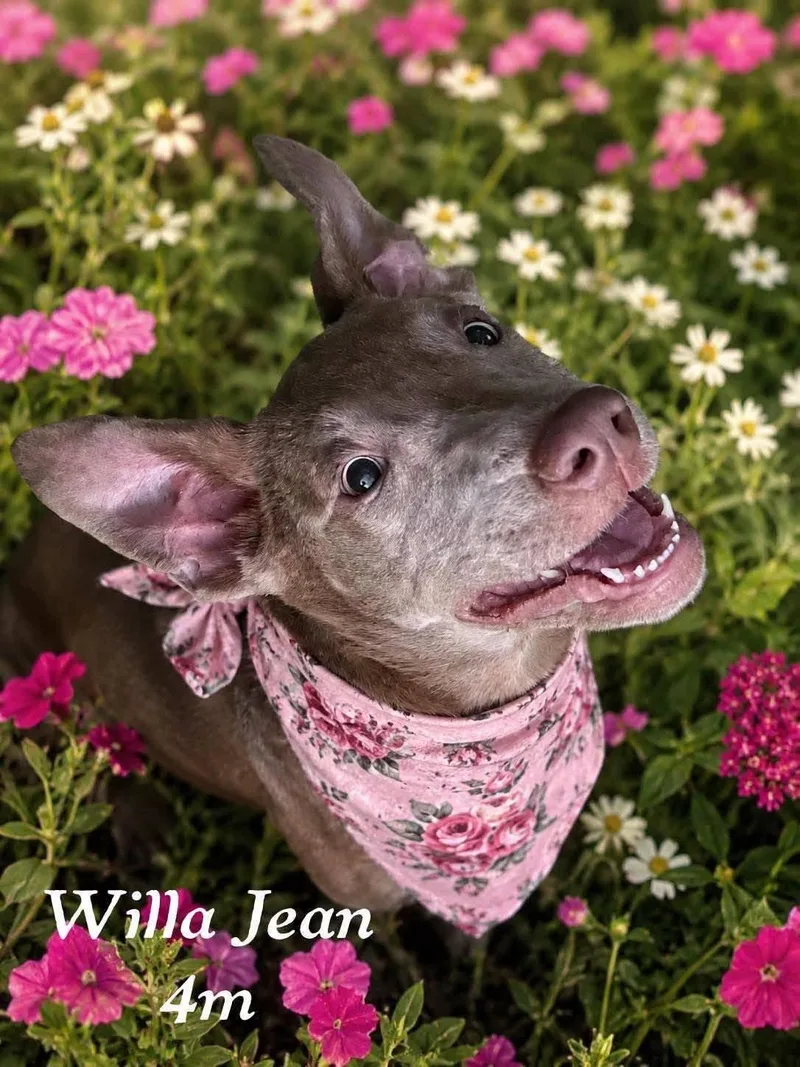 A baby medium-sized female Ibizan Hound dog named Willa Jean for adoption in Fort Worth, TX