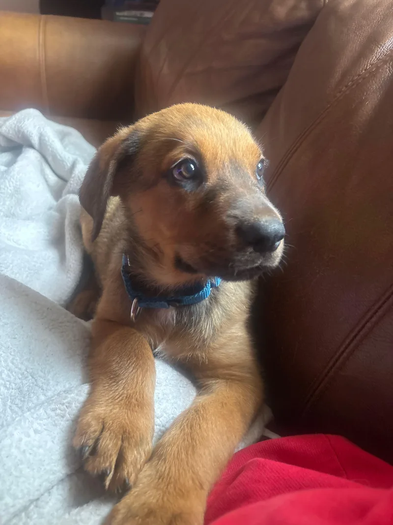 A baby medium-sized male Rottweiler dog named Arlo for adoption in Columbia, MD