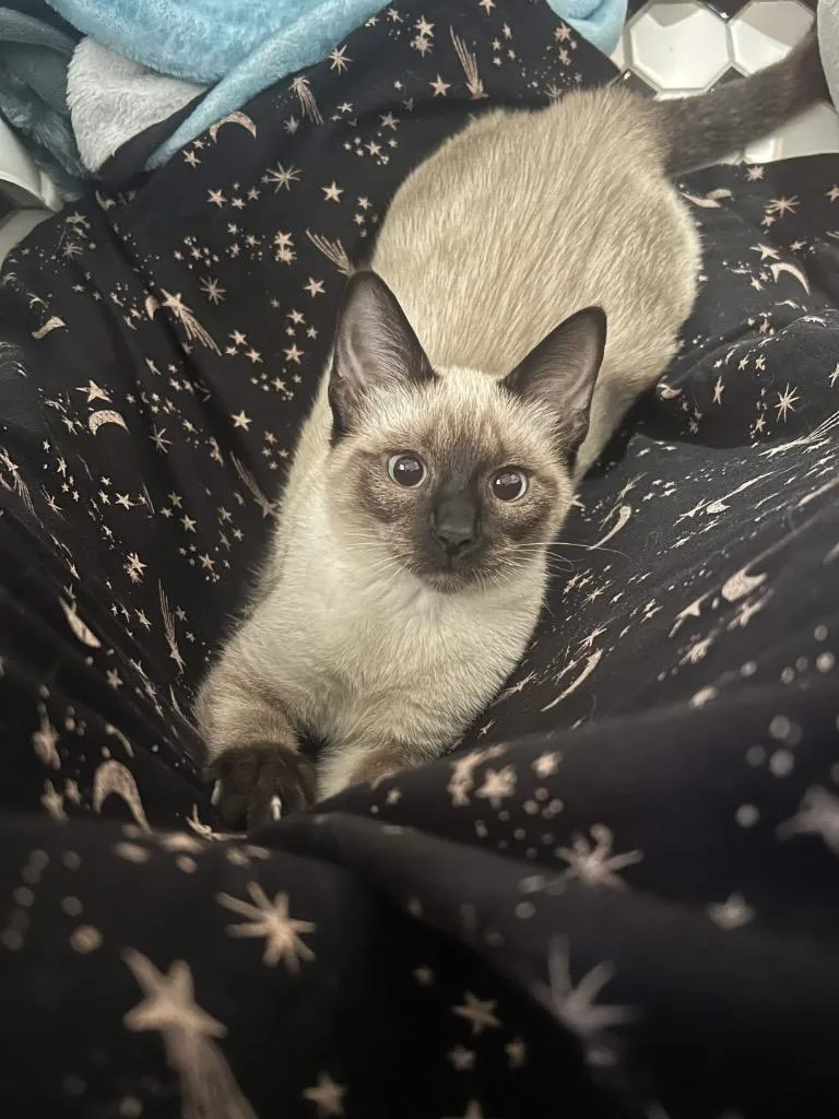 A baby medium-sized female Siamese cat named Athena for adoption in San Antonio, TX
