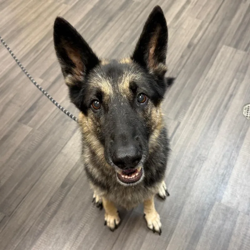 A senior large-sized female Black Mixed Breed dog named M'Lady for adoption in Sarasota, FL