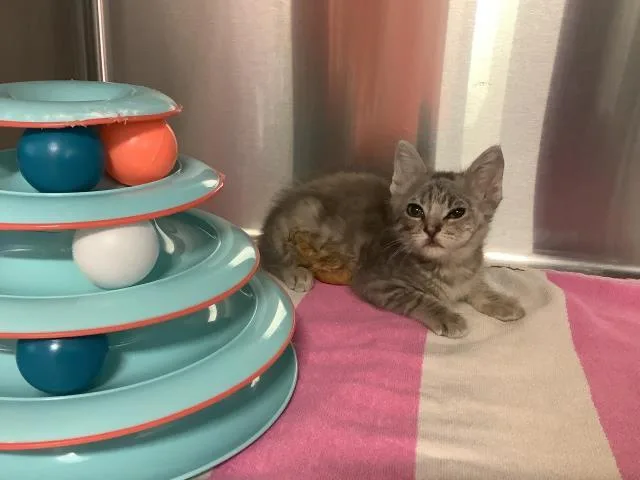 A baby small-sized female Domestic Short Hair cat named Swiss for adoption in San Martin, CA