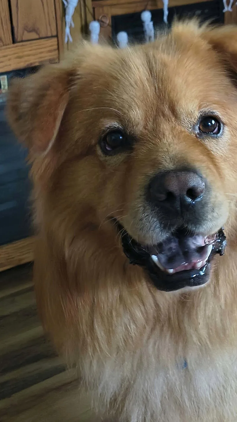 An adult medium-sized male Chow Chow dog named Prince for adoption in Livonia, MI