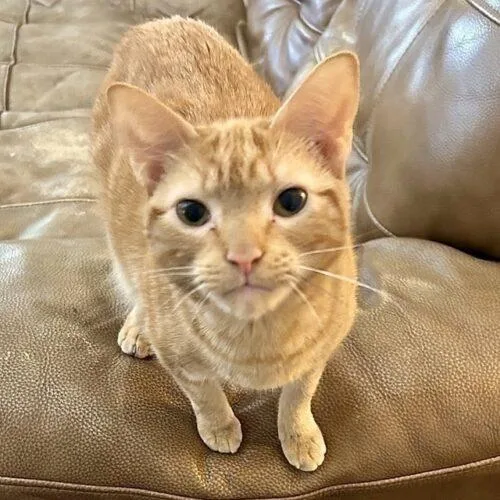 A young medium-sized female Tabby (Orange / Red) Domestic Short Hair cat named Sparky for adoption in Tampa, FL