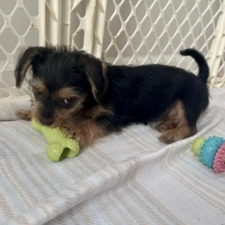 A baby small-sized female Yorkshire Terrier dog named Phoebe for adoption in Richmond, VA