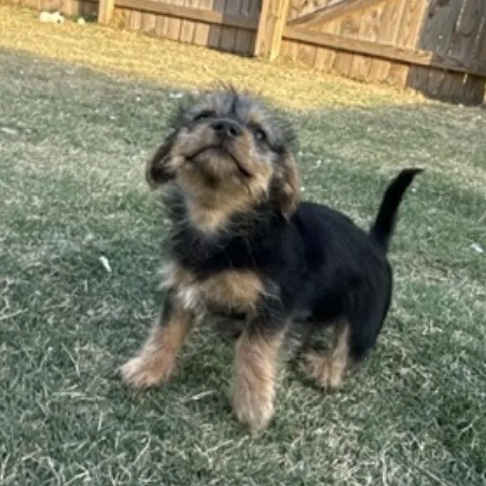 Phoebe thumbnail 3