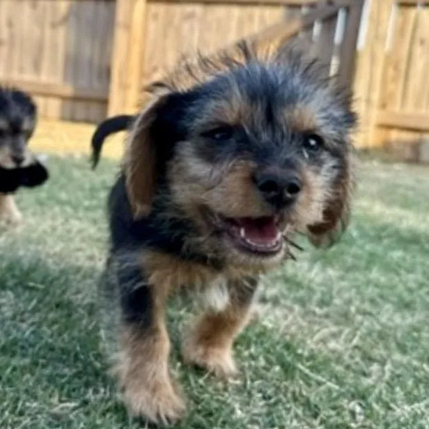 Phoebe thumbnail 4