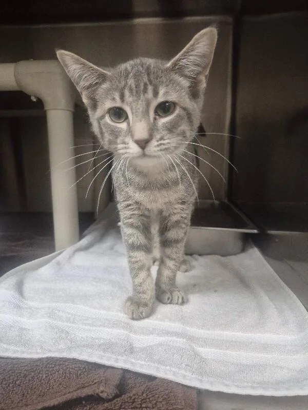 A young medium-sized male Tabby (Gray / Blue / Silver) Domestic Short Hair cat named Sterling for adoption in Bluffton, IN