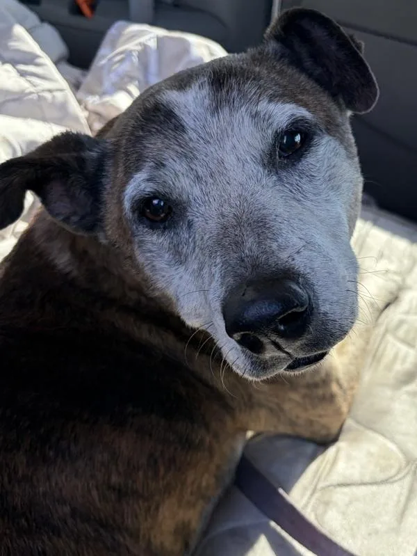 A senior medium-sized male Pit Bull Terrier dog named Pauly for adoption in Vallejo, CA