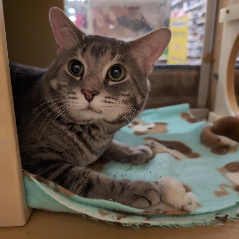 An adult medium-sized male Tabby (Gray / Blue / Silver) Domestic Short Hair cat named Adobe for adoption in Worcester, MA