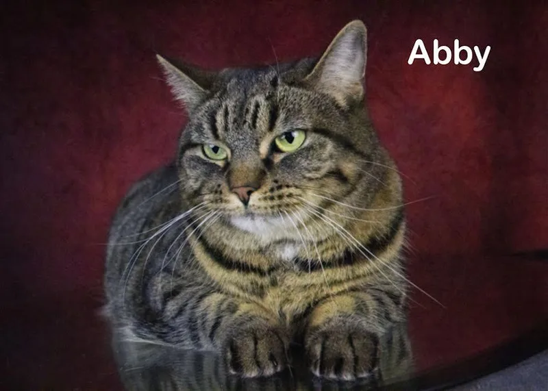 An adult medium-sized female Torbie cat named Tink for adoption in York, NE