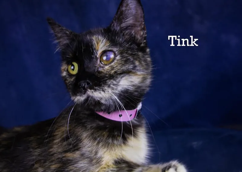 Tink thumbnail 2
