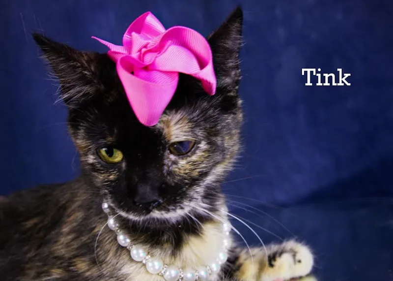 Tink thumbnail 3