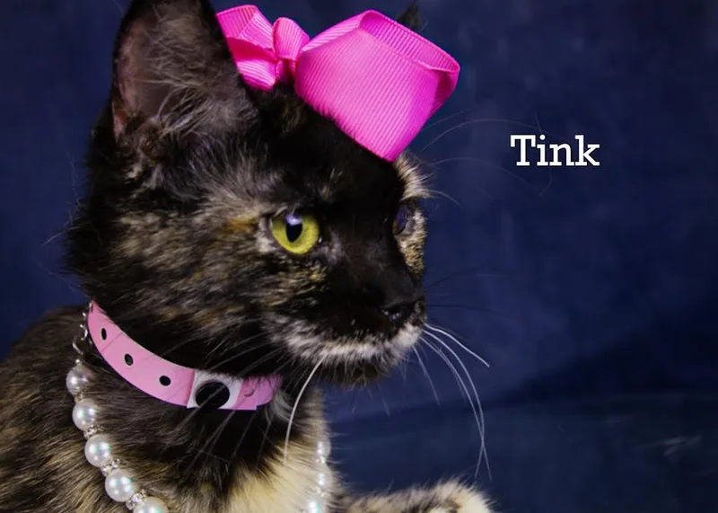 Tink thumbnail 4