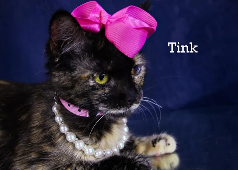 Tink thumbnail 5