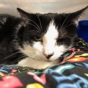 A senior small-sized female Domestic Short Hair cat named Gracie for adoption in Newark, NJ