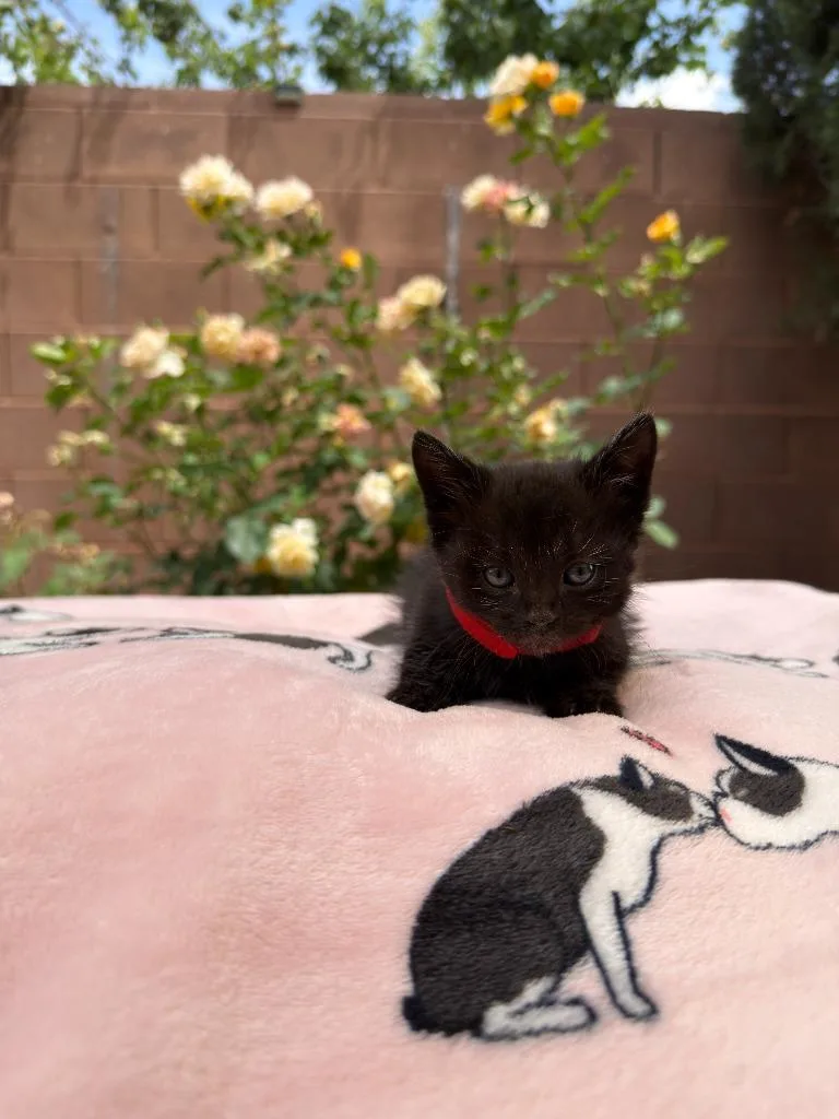 A baby small-sized male Domestic Short Hair cat named Shasta for adoption in La Verkin, UT