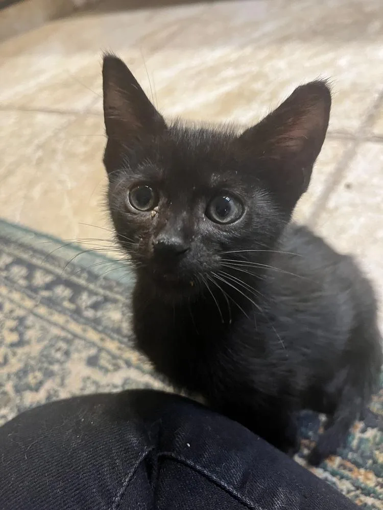 A baby small-sized male American Shorthair cat named Kole for adoption in Tampa, FL