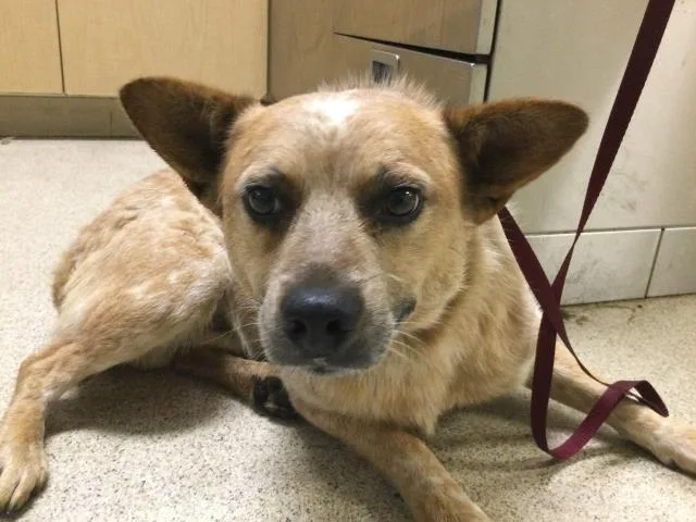 A young medium-sized male Australian Cattle Dog / Blue Heeler dog named Bacon for adoption in Riverside, CA