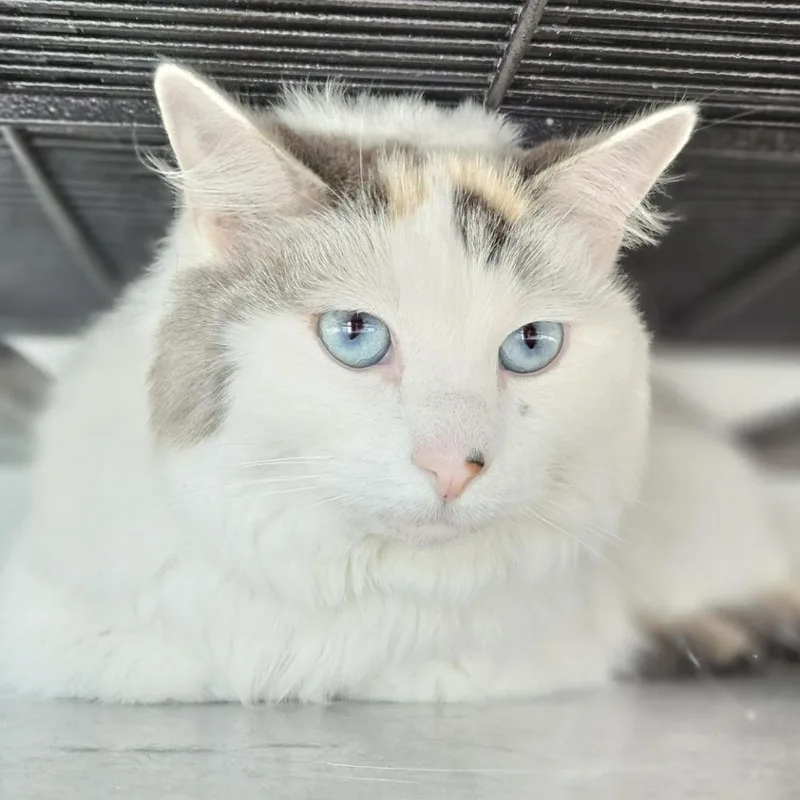An adult medium-sized female White Domestic Short Hair cat named Lulu for adoption in Lakewood, CO
