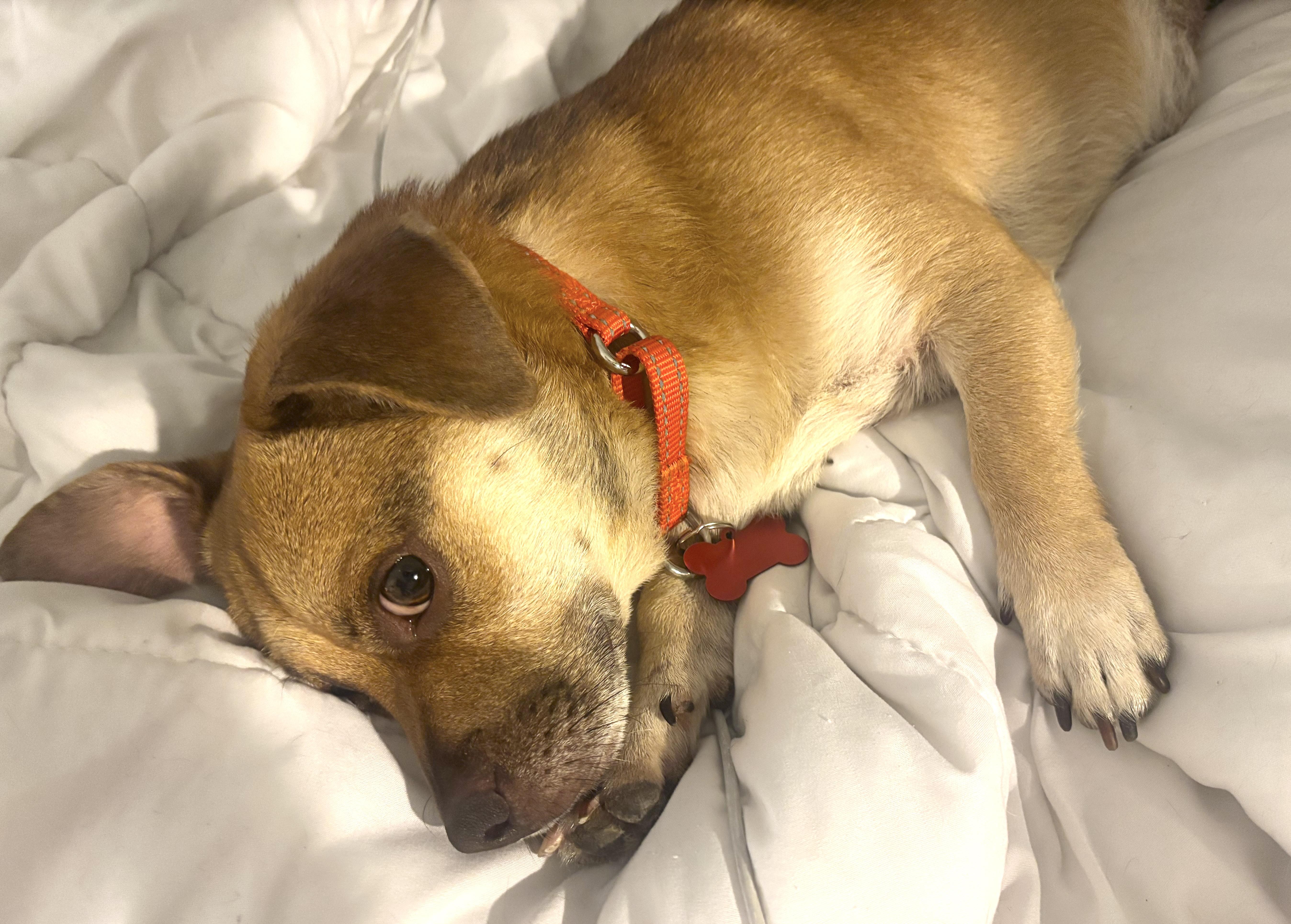 A young small-sized male Chihuahua dog named Bonk for adoption in Brooklyn, NY