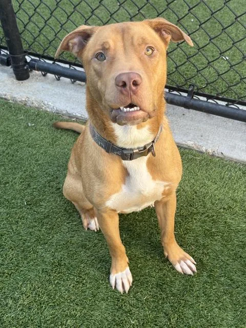 An adult large-sized male Mixed Breed dog named Rudy for adoption in Dallas, TX