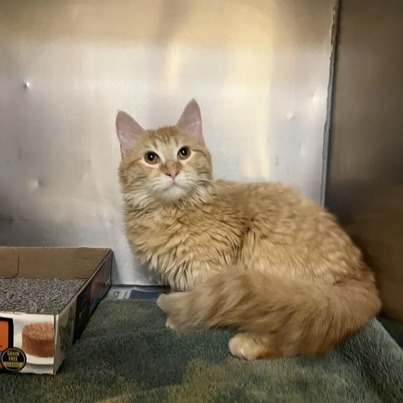 Sullivan thumbnail 2