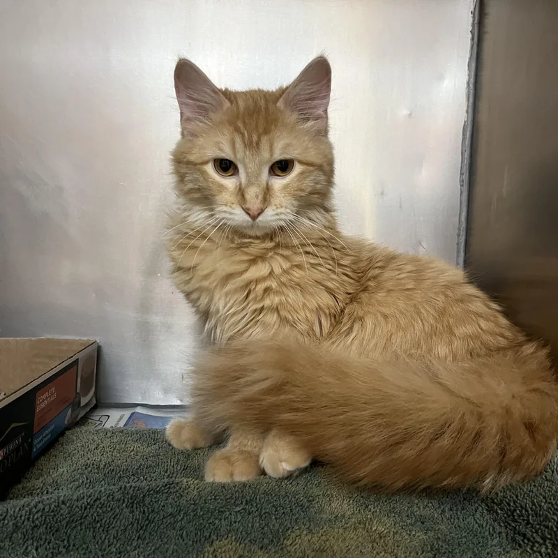 A baby medium-sized male Tabby (Orange / Red) Domestic Long Hair cat named Sullivan for adoption in Omaha, NE