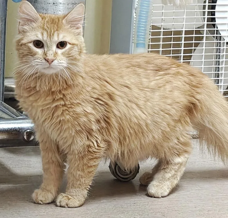 Sullivan thumbnail 3