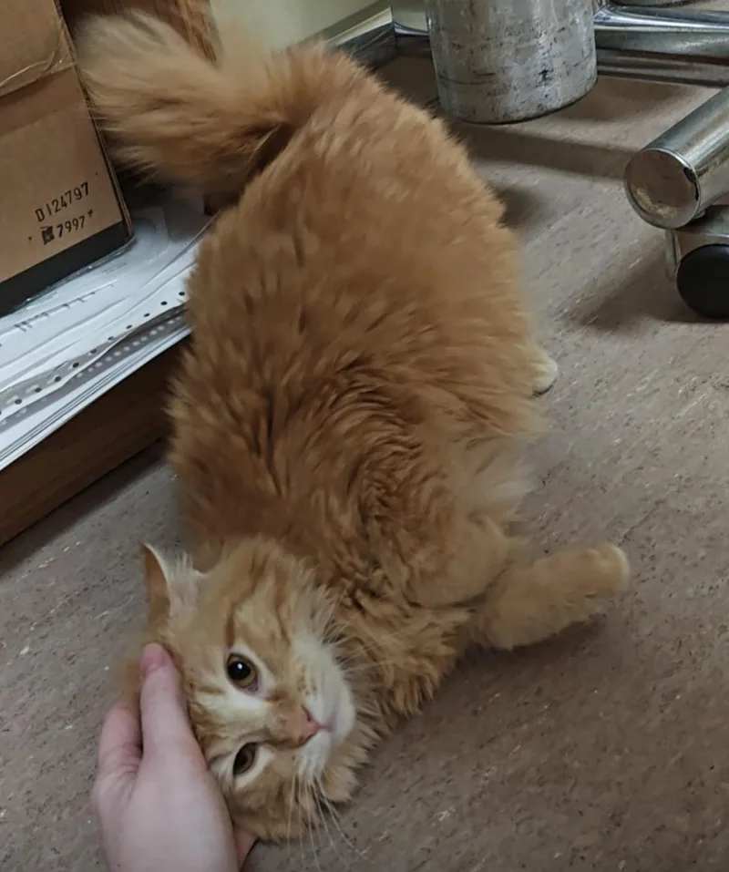 Sullivan thumbnail 4