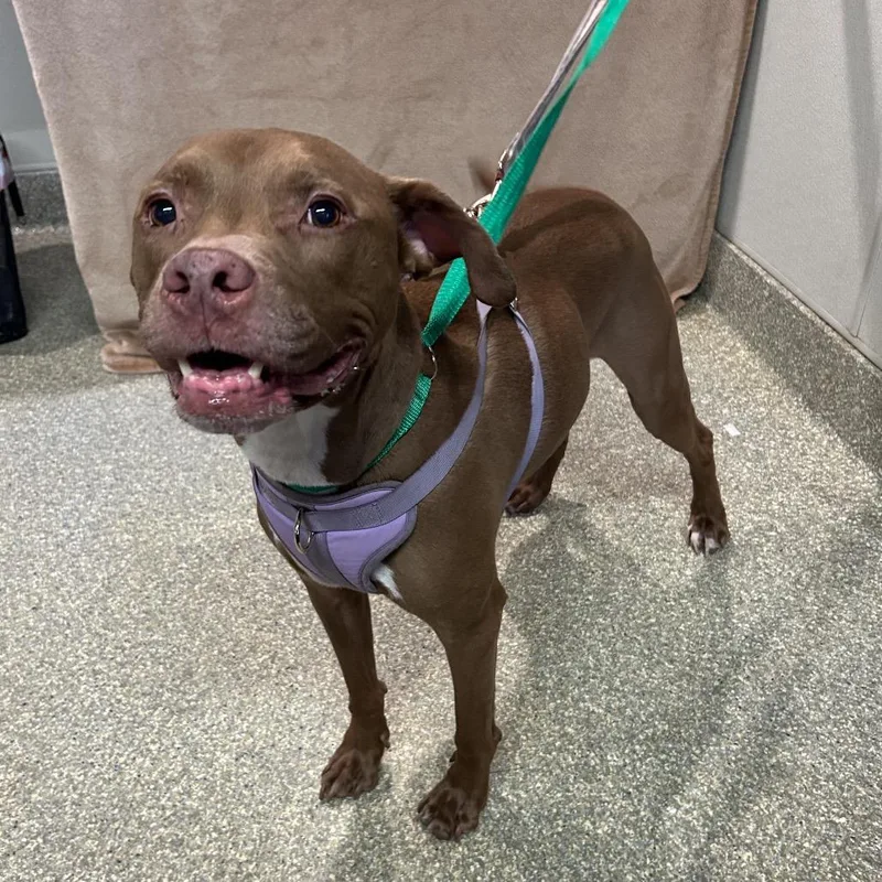 A young small-sized male Brown / Chocolate Pit Bull Terrier dog named Moose for adoption in San Gabriel, CA