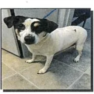 An adult medium-sized female White / Cream Beagle dog named Lisa for adoption in Springboro, OH