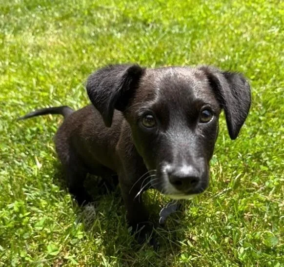 A baby medium-sized male Black Border Collie dog named Babe Dj for adoption in Washington, DC