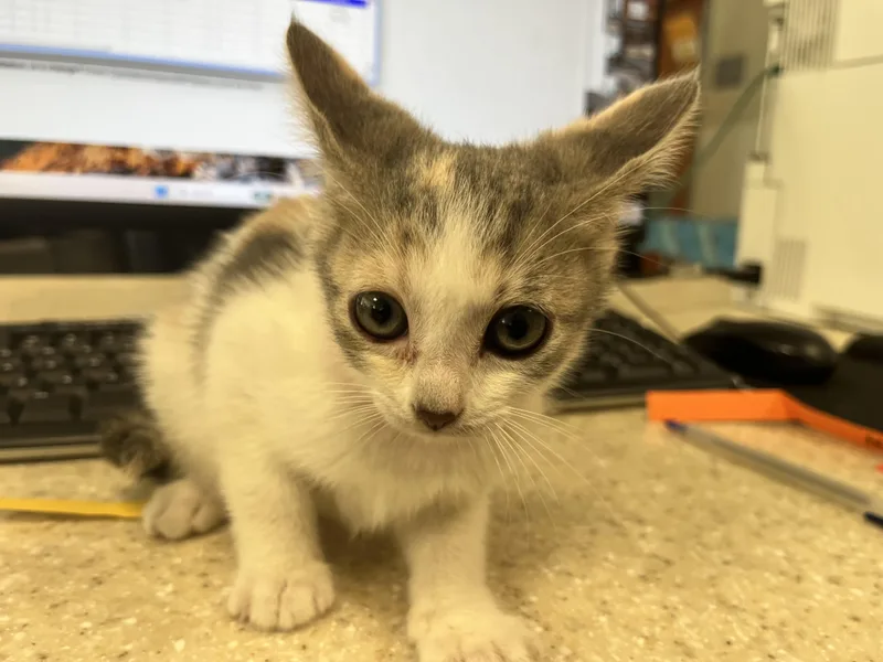 A baby small-sized female Domestic Short Hair cat named Latte for adoption in San Pedro, CA