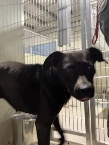 A young medium-sized female Pit Bull Terrier dog named Theo for adoption in Bakersfield, CA
