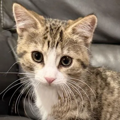 A baby small-sized female Domestic Short Hair cat named Wonder for adoption in Verona, WI