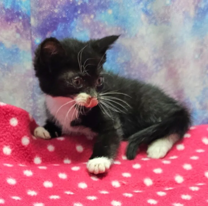 A baby small-sized male Domestic Short Hair cat named Spunky for adoption in Washington Court House, OH